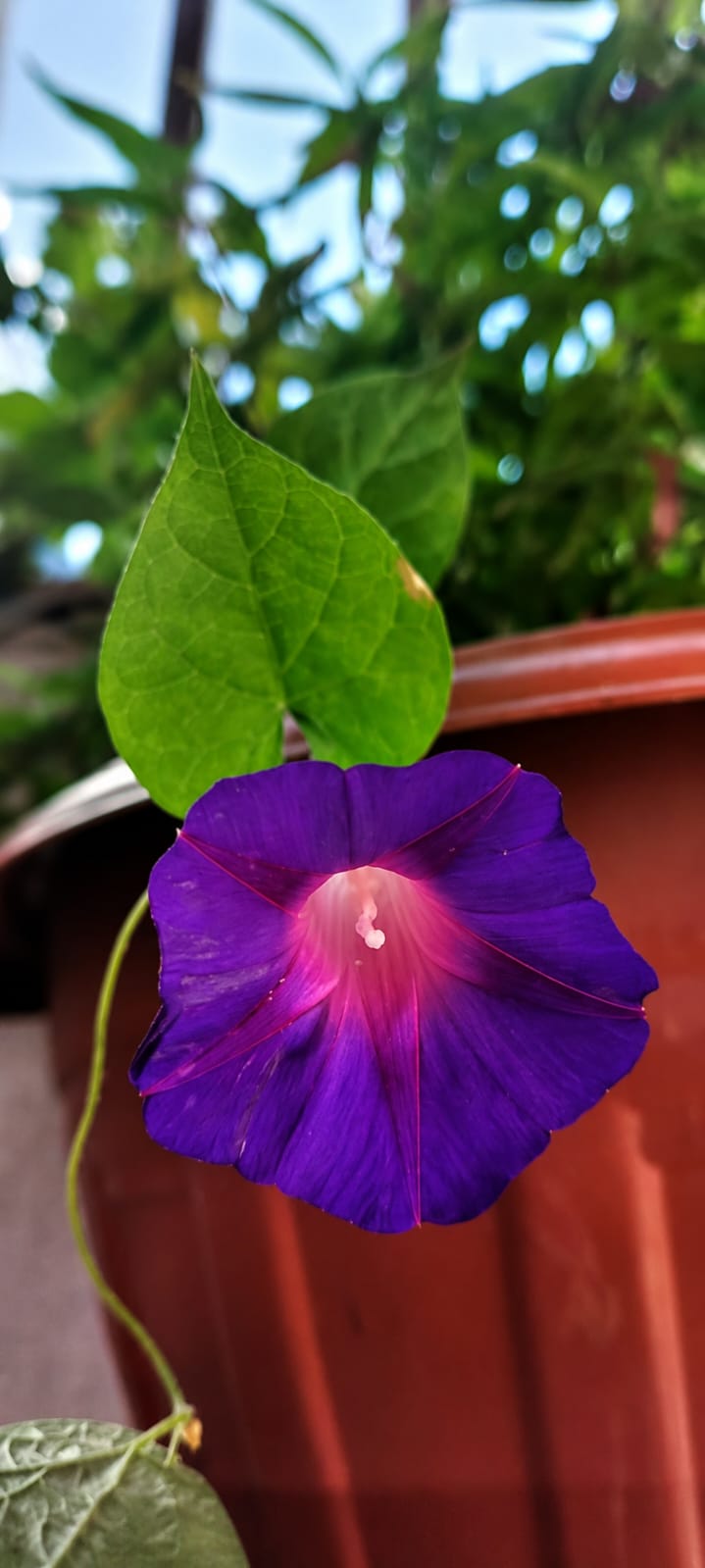 Apomeia &mdash; flor original de Carmo Florais